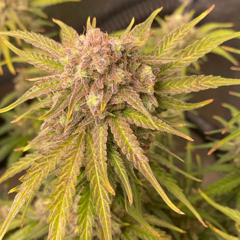 Apple Fritter Automatic growlog timeline photo