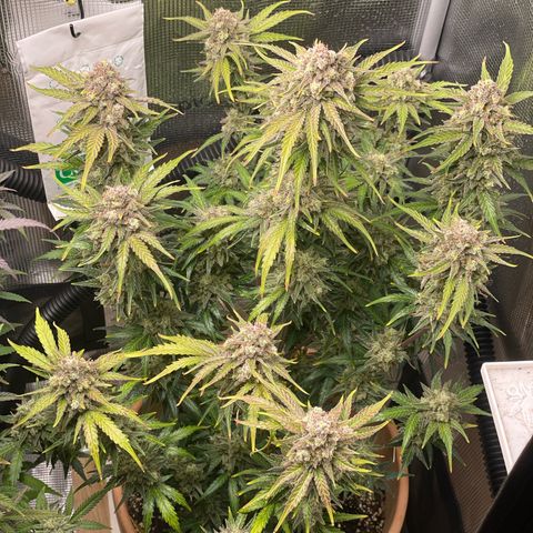 Apple Fritter Automatic growlog timeline photo