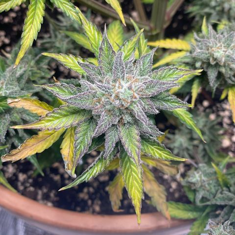 NYC Sour D  growlog timeline photo