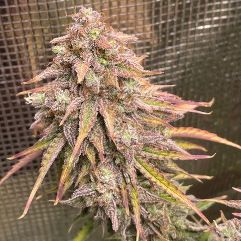 NYC Sour D  growlog timeline photo
