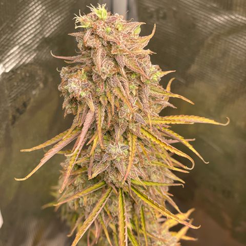 NYC Sour D  growlog timeline photo
