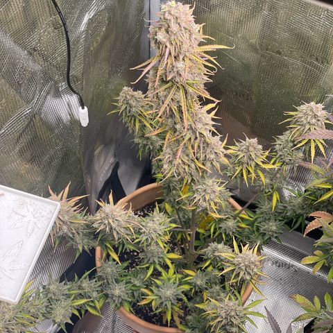 NYC Sour D  growlog timeline photo