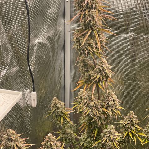 NYC Sour D  growlog timeline photo
