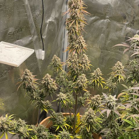 NYC Sour D  growlog timeline photo