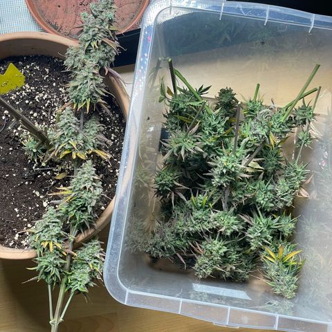 NYC Sour D  growlog timeline photo