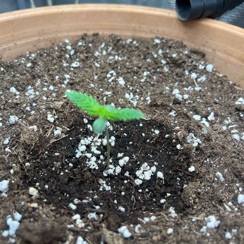Honey Cream Fast Version growlog timeline photo