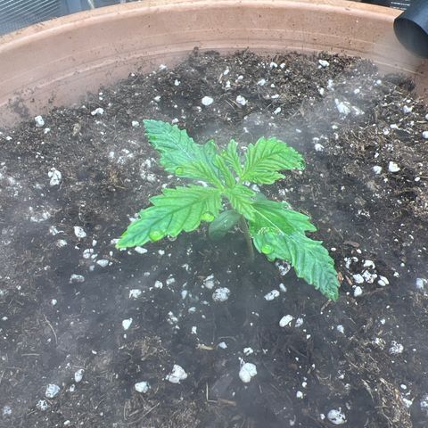 Honey Cream Fast Version growlog timeline photo