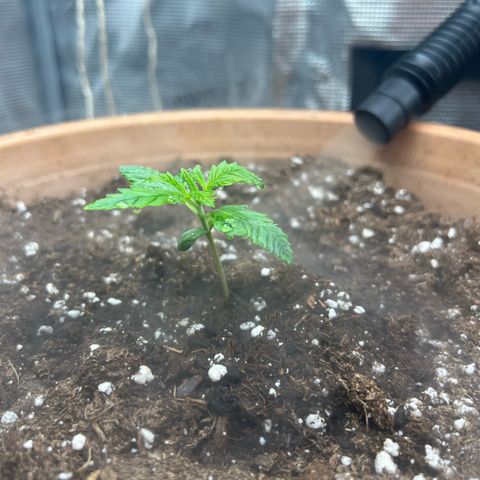 Honey Cream Fast Version growlog timeline photo