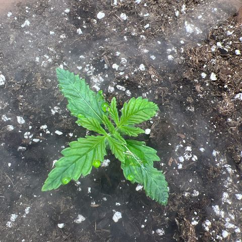 Honey Cream Fast Version growlog timeline photo