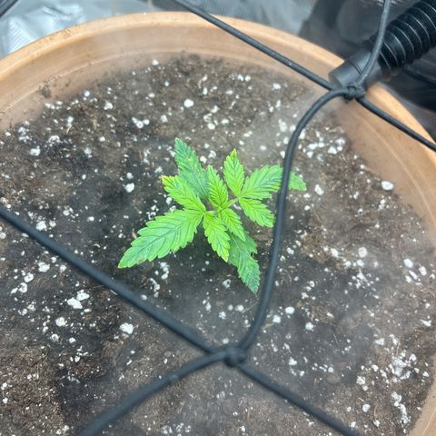 Honey Cream Fast Version growlog timeline photo