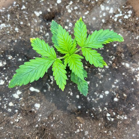 Honey Cream Fast Version growlog timeline photo