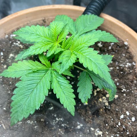 Honey Cream Fast Version growlog timeline photo