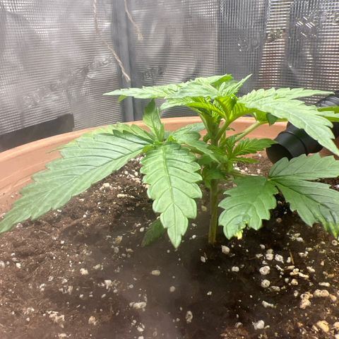 Honey Cream Fast Version growlog timeline photo