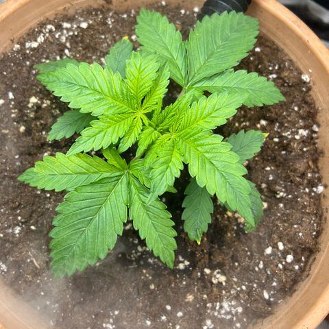Honey Cream Fast Version growlog timeline photo