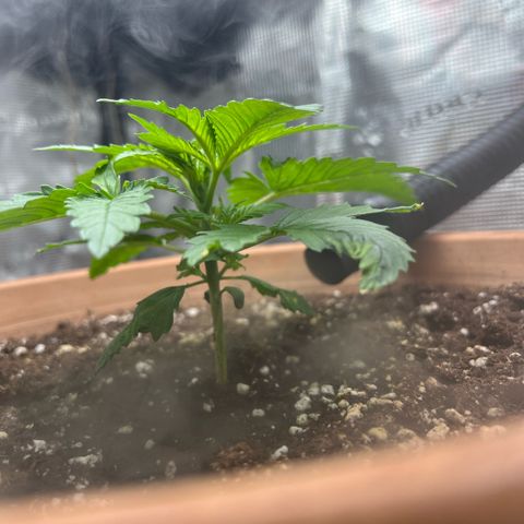 Honey Cream Fast Version growlog timeline photo