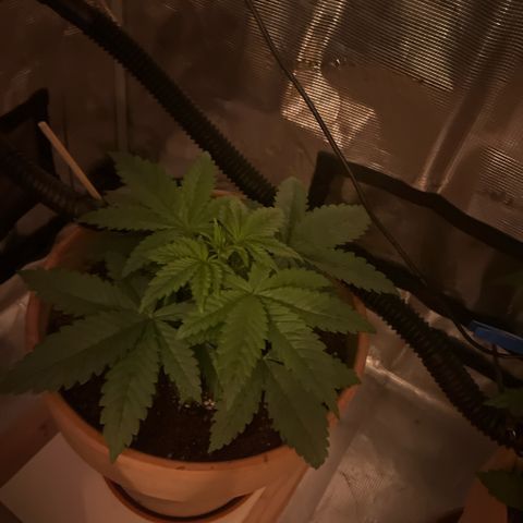 Honey Cream Fast Version growlog timeline photo