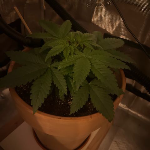 Honey Cream Fast Version growlog timeline photo
