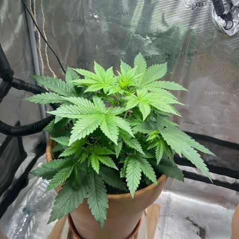 Honey Cream Fast Version growlog timeline photo