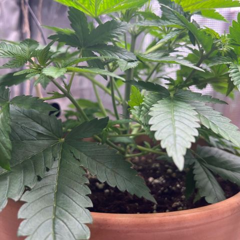 Honey Cream Fast Version growlog timeline photo