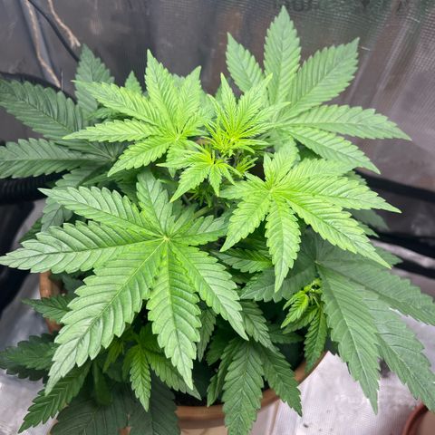 Honey Cream Fast Version growlog timeline photo