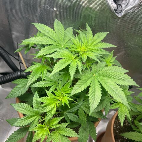 Honey Cream Fast Version growlog timeline photo