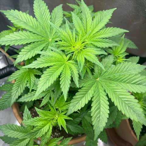 Honey Cream Fast Version growlog timeline photo
