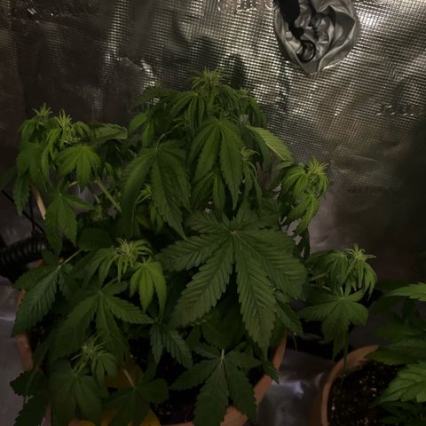 Honey Cream Fast Version growlog timeline photo