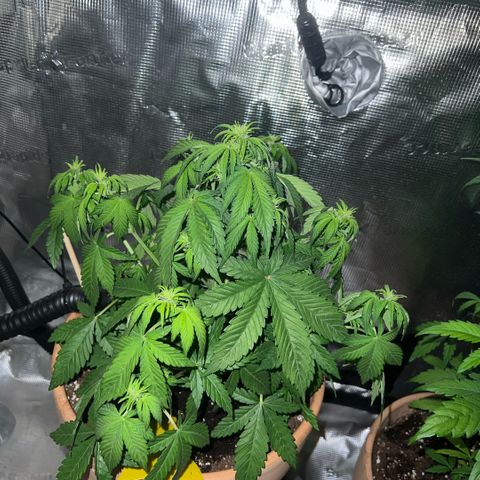 Honey Cream Fast Version growlog timeline photo