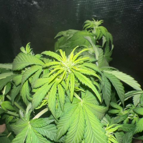 Honey Cream Fast Version growlog timeline photo