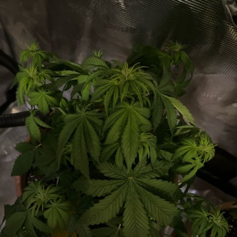 Honey Cream Fast Version growlog timeline photo