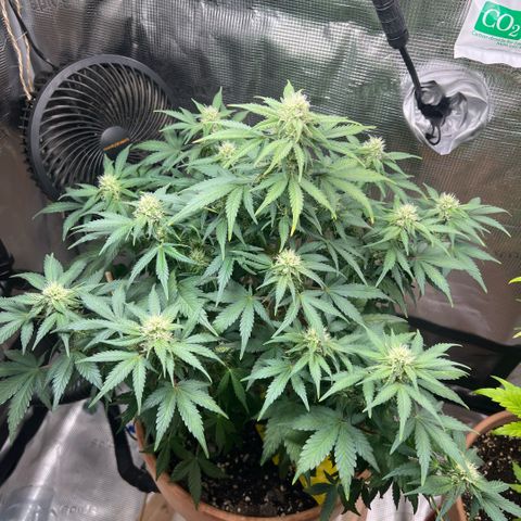 Honey Cream Fast Version growlog timeline photo