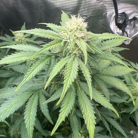 Honey Cream Fast Version growlog timeline photo