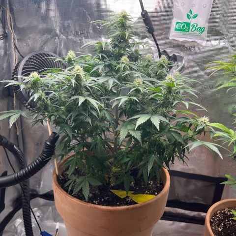 Honey Cream Fast Version growlog timeline photo