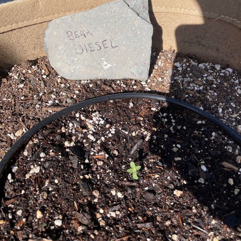 Bear growlog timeline photo