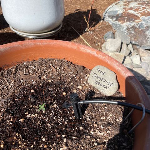 Serra growlog timeline photo
