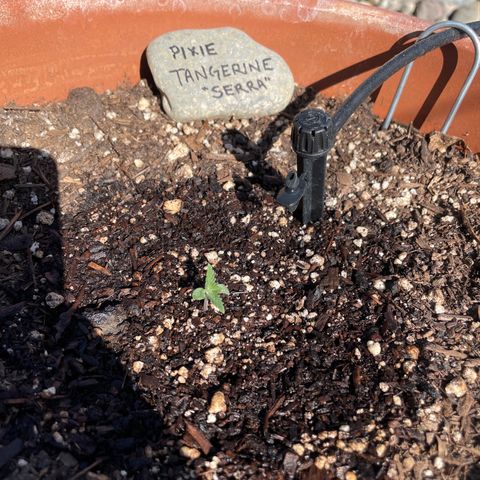 Serra growlog timeline photo