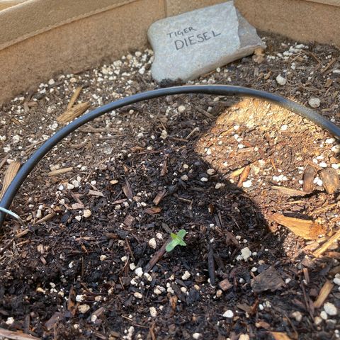Tiger growlog timeline photo