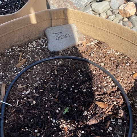 Tiger growlog timeline photo