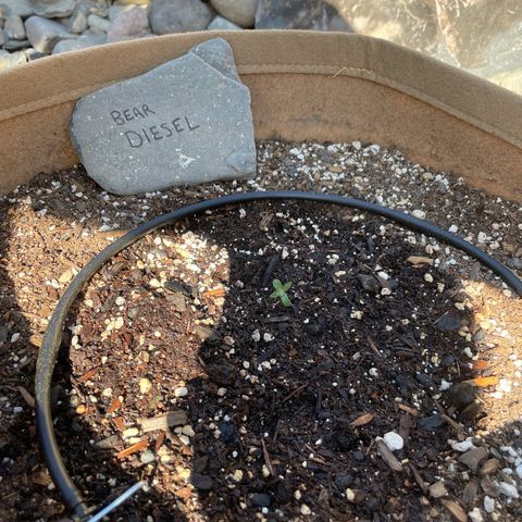 Bear growlog timeline photo