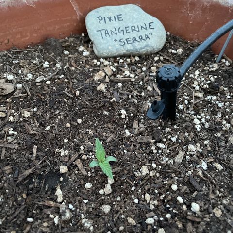 Serra growlog timeline photo