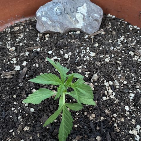 Betty growlog timeline photo