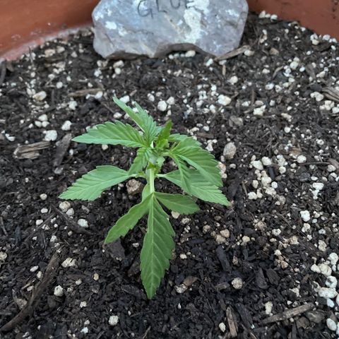 Betty growlog timeline photo