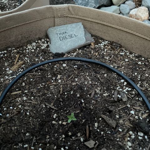 Tiger growlog timeline photo