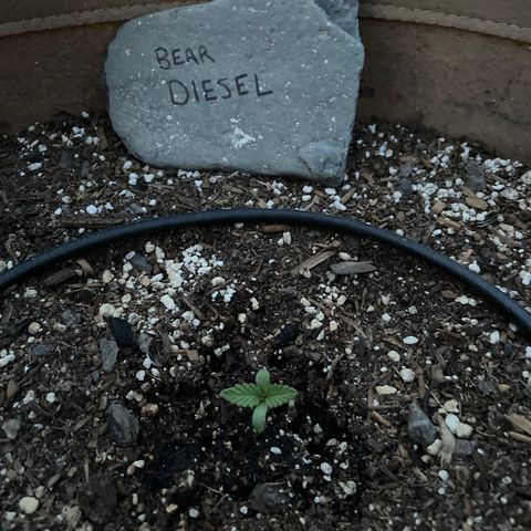 Bear growlog timeline photo