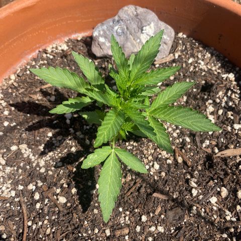 Betty growlog timeline photo