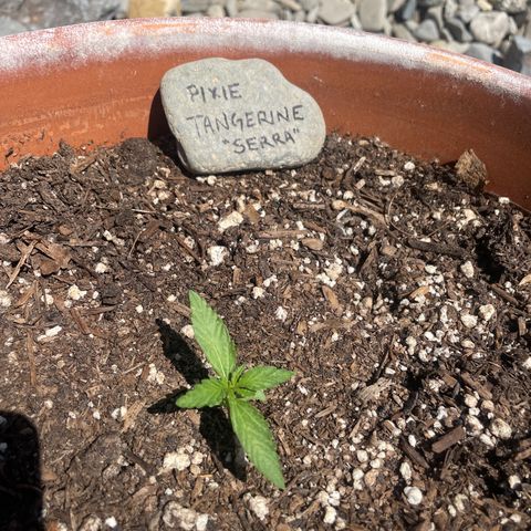 Serra growlog timeline photo