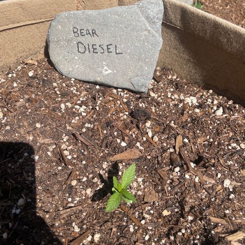 Bear growlog timeline photo