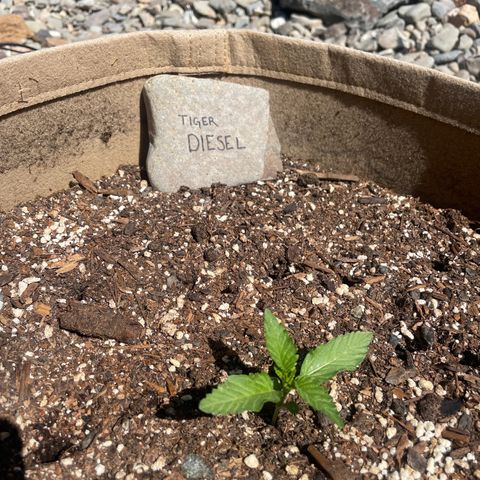 Tiger growlog timeline photo