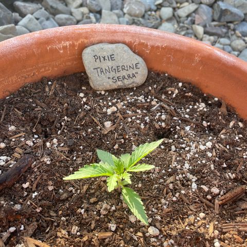 Serra growlog timeline photo