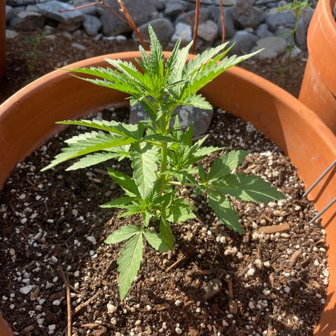 Betty growlog timeline photo